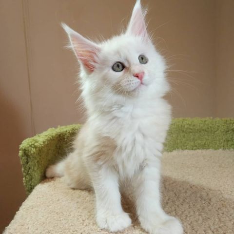 Purebred Mainecoons  2