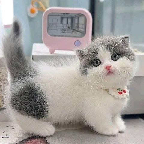 Sweet British Shorthair Kittens