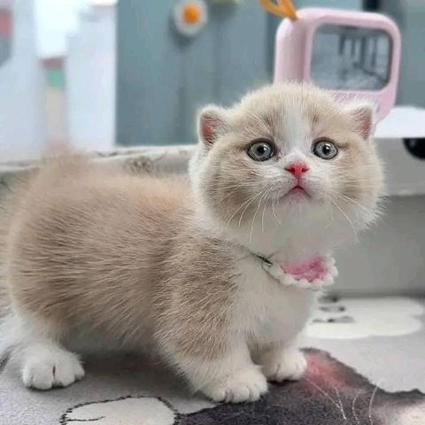 Sweet British Shorthair Kittens 2