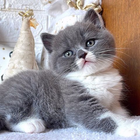Adorable British Shorthairs Available 