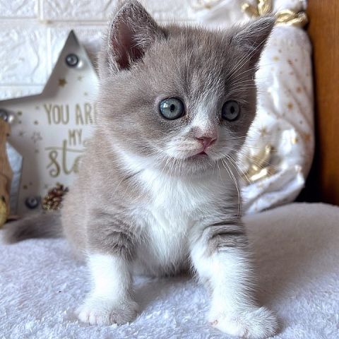 Adorable British Shorthairs Available  2