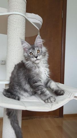 Mainecoons Kittens For Rehoming  2