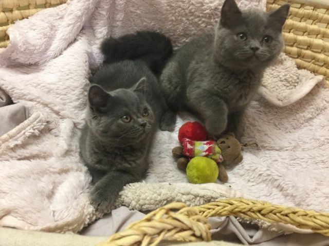 Charming British Shorthair Kittens 