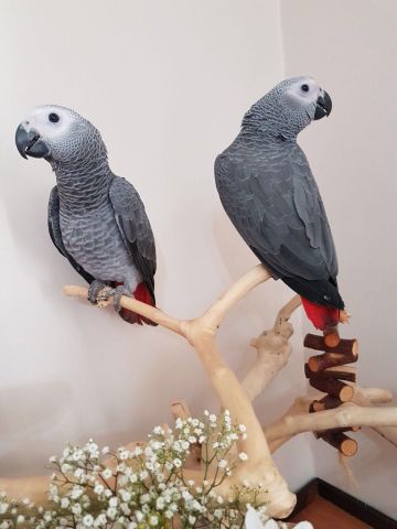 Tamed Congo African Grey Parrots 