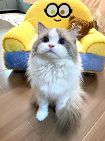 Pretty Ragdoll Cat