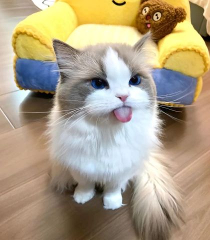Pretty Ragdoll Cat 2