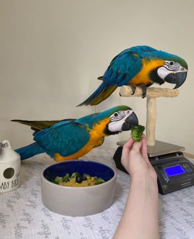 Blue & Gold Macaw Parrots