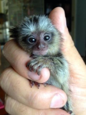 Trained Marmoset Monkeys 