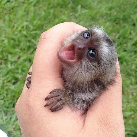 Trained Marmoset Monkeys  2