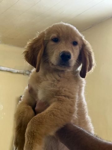 Golden Retriever Pure 