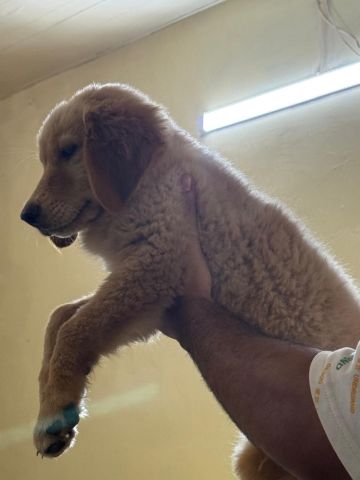 Golden Retriever Pure  2