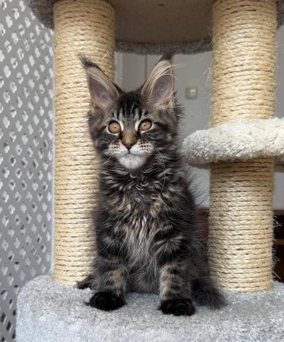 Mainecoon kittens Ready