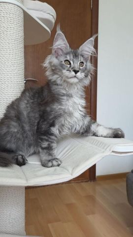 Mainecoon kittens Ready 2