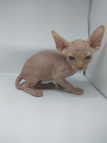 Spynx kittens Ready for a new home 
