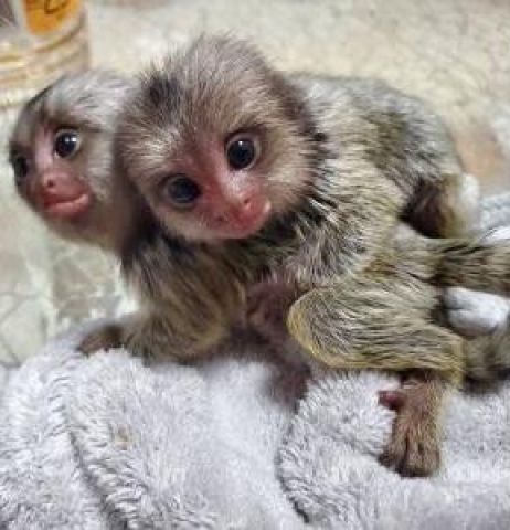 Healthy Finger Male and Female Baby Marmoset Monkeys for adoption