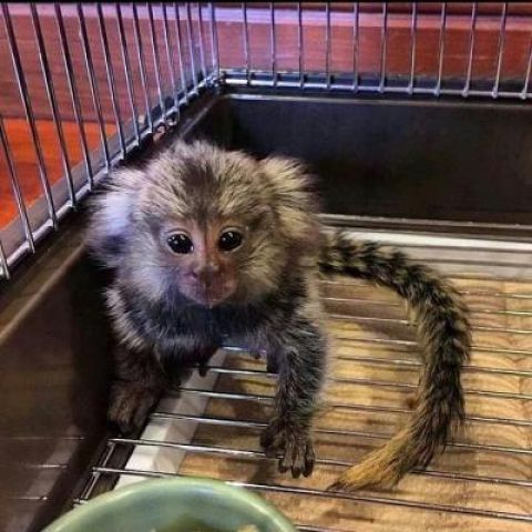 We have marmoset monkey babies available