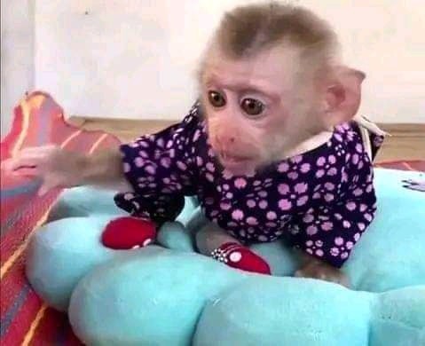  We have two lovely Capuchin monkeys for adoption