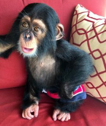 Chimpanzee an adorable pet and amusing companion. 