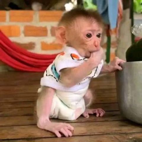  We have 2 Capuchin Monkeys for sale