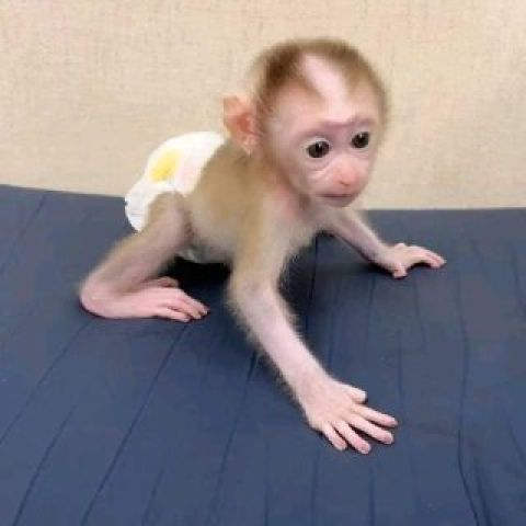   We have 2 Capuchin Monkeys for sale, 