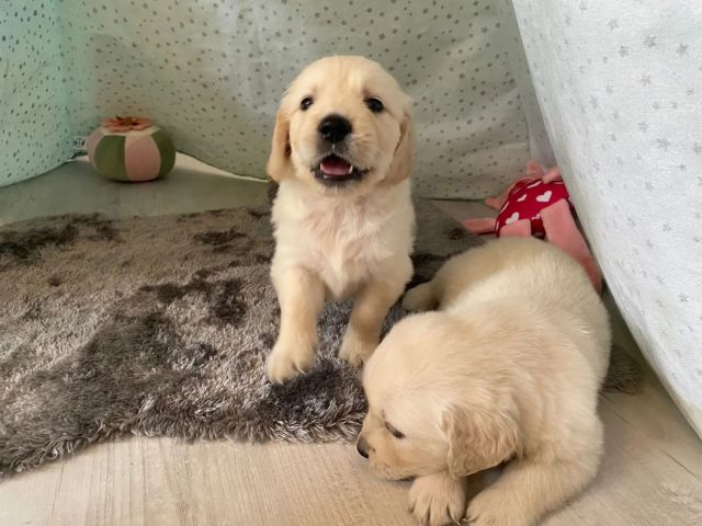 Golden Retriever Puppies fr sale