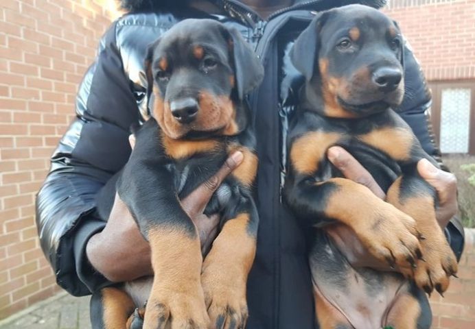 Doberman Pinscher Puppies Available for sale