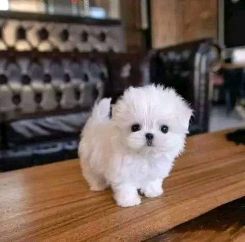 Teacup Pomeranian Puppies for sale
