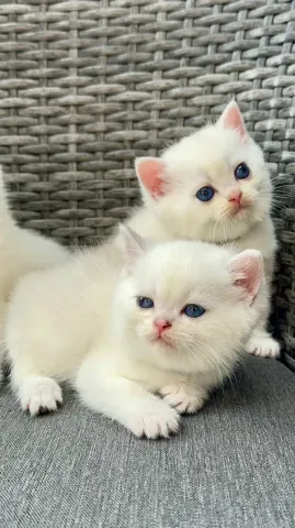 Pure white male and female Persian kittens available for sale