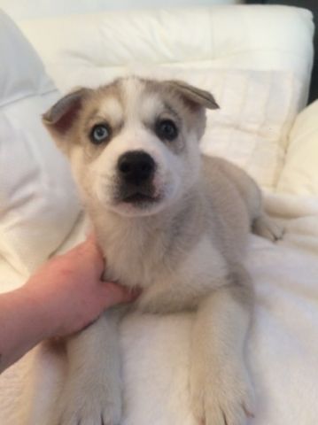 Lovely Husky Puppies For Rehoming