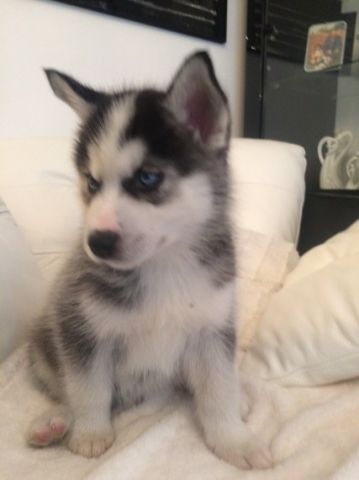 Lovely Husky Puppies For Rehoming 2