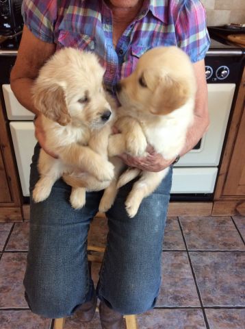 Golden Retriever Puppies Available