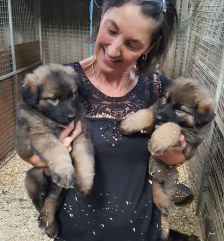 Beautiful German Sheperd Puppies