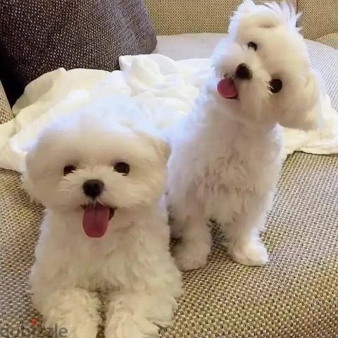 Sweet Maltese Puppies 