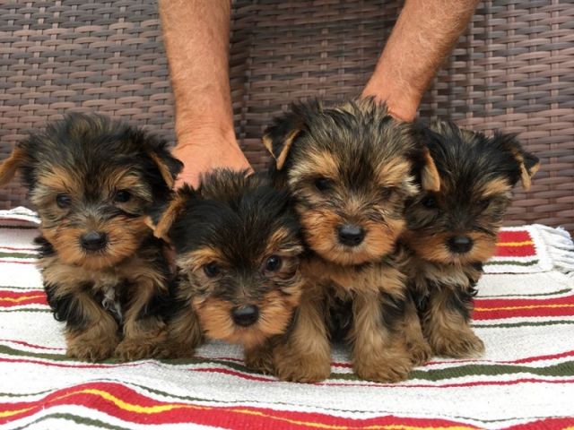 Adorable Yorkshire Terrier Puppies