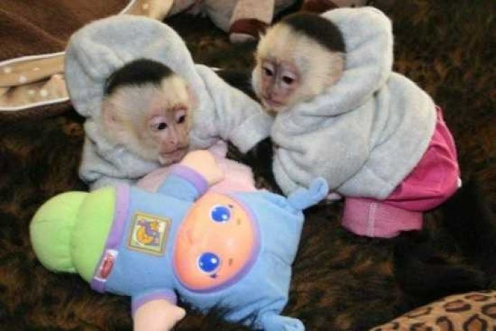 Capuchin Monkeys