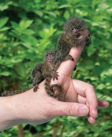 Cute, Healthy Marmoset Monkeys