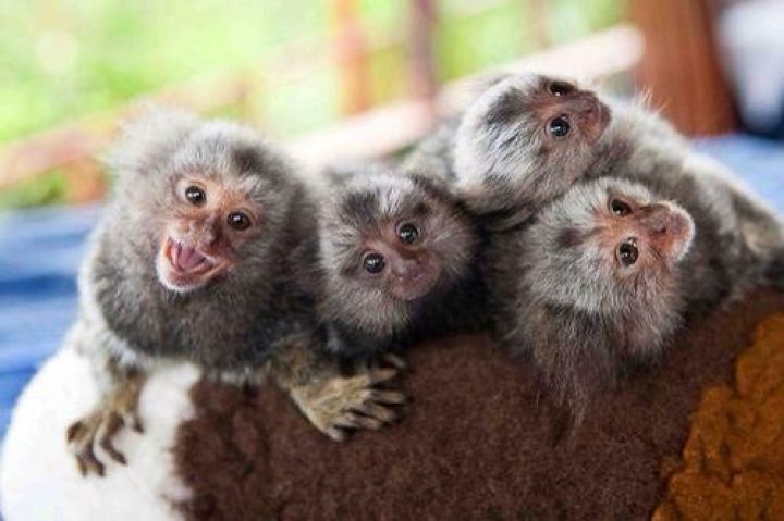 Little Sweet Marmoset Monkey