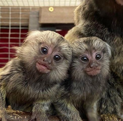 Amazing marmoset Monkeys for Sale