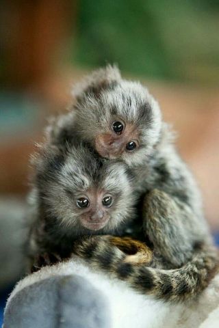 Male and Female Marmoset Monkeys Available