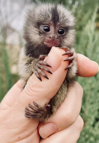 Adorable Marmoset Monkeys