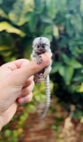 Pygmy Marmosets for Sale