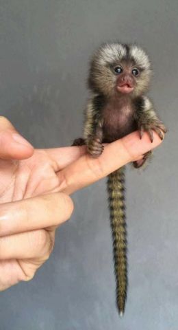 Adorable and Sweet Marmoset Monkey