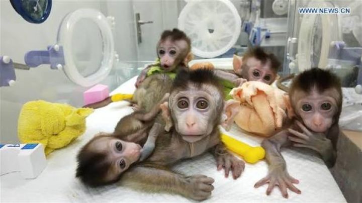Capuchin Monkey for Re-homing