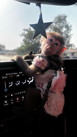 Monkey for sale 4000