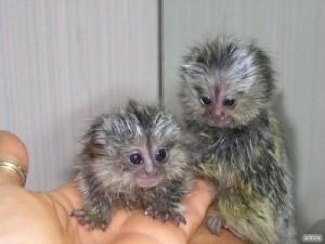 Healthy Finger Male and Female Baby Marmoset Monkeys for adoption