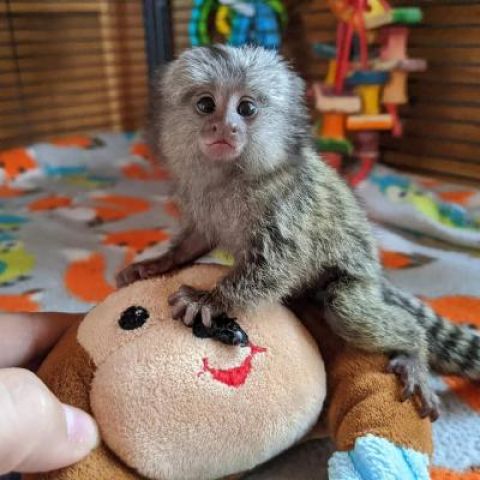 Pygmy marmoset monkey babies for sale.