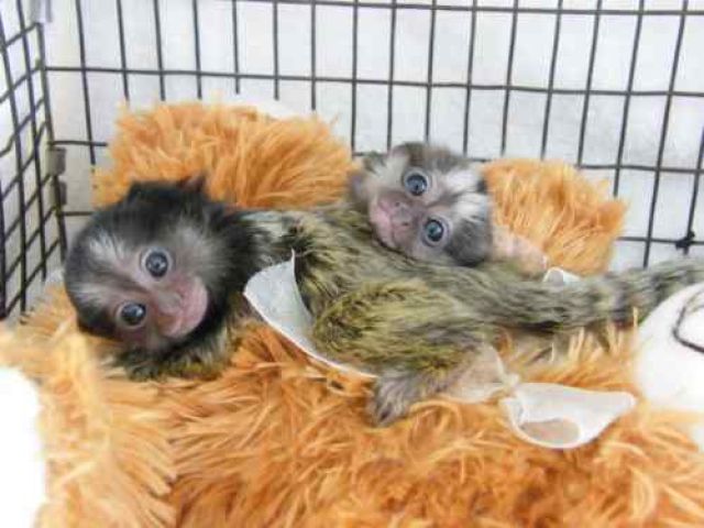   Wow lovely pygmy Marmoset Monkeys 