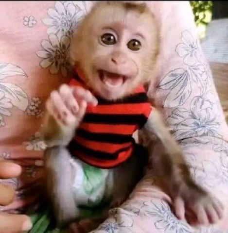 capuchin monkeys for sale