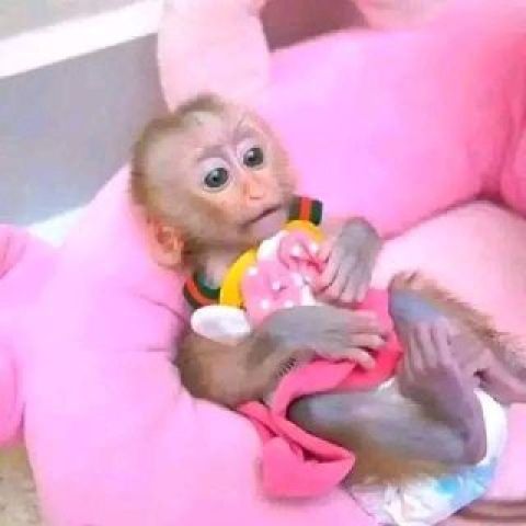 Outstanding Capuchin monkeys 
