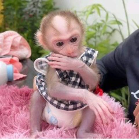 available two Outstanding capuchin monkey 